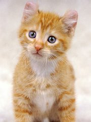 Gatti (327)